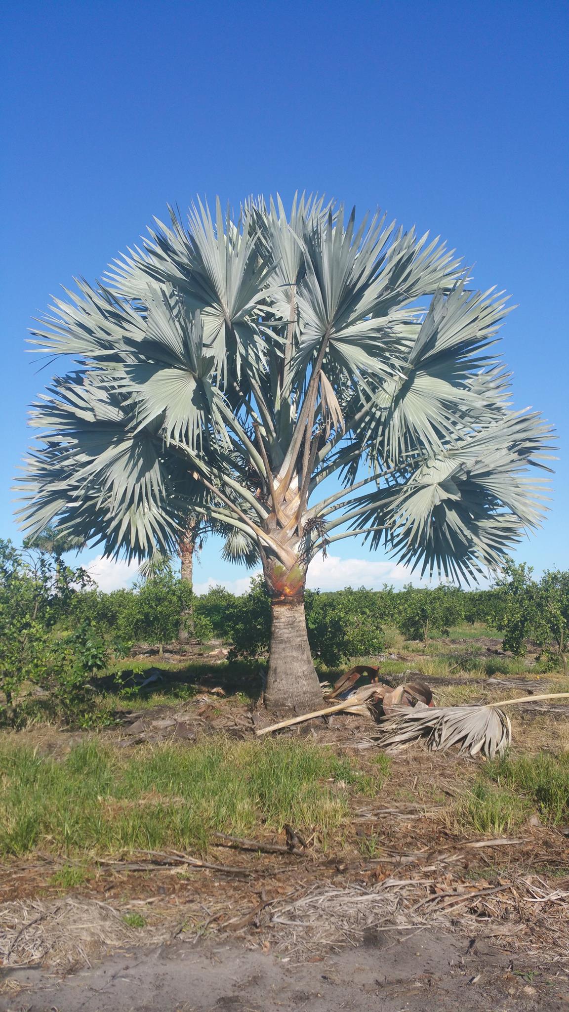 Palm Tree Farm Nursery